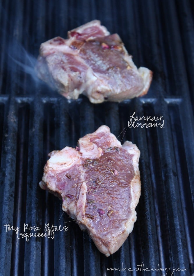lamb1 copy