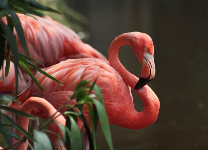 flamingo