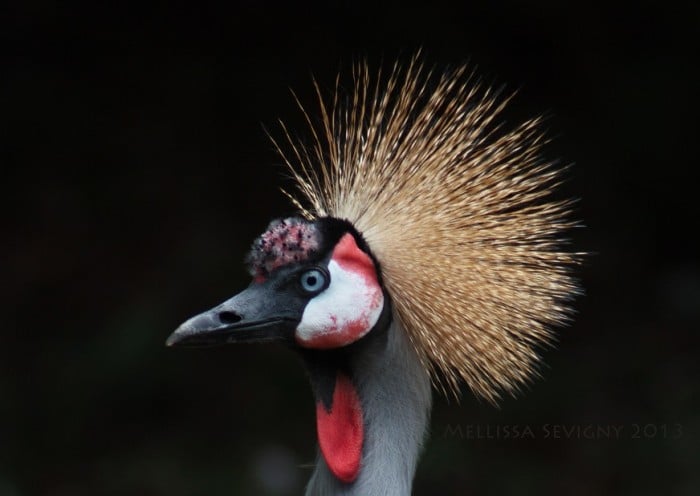 vulturesmall2