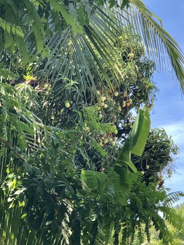 Mango Tree with ripe mangoes