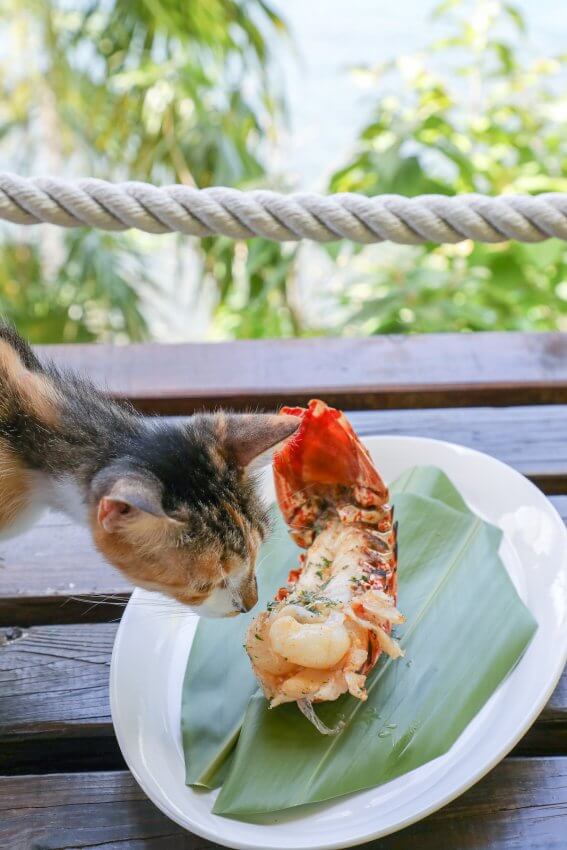Keto Grilled Lobster Tails with Creole Butter with Cat
