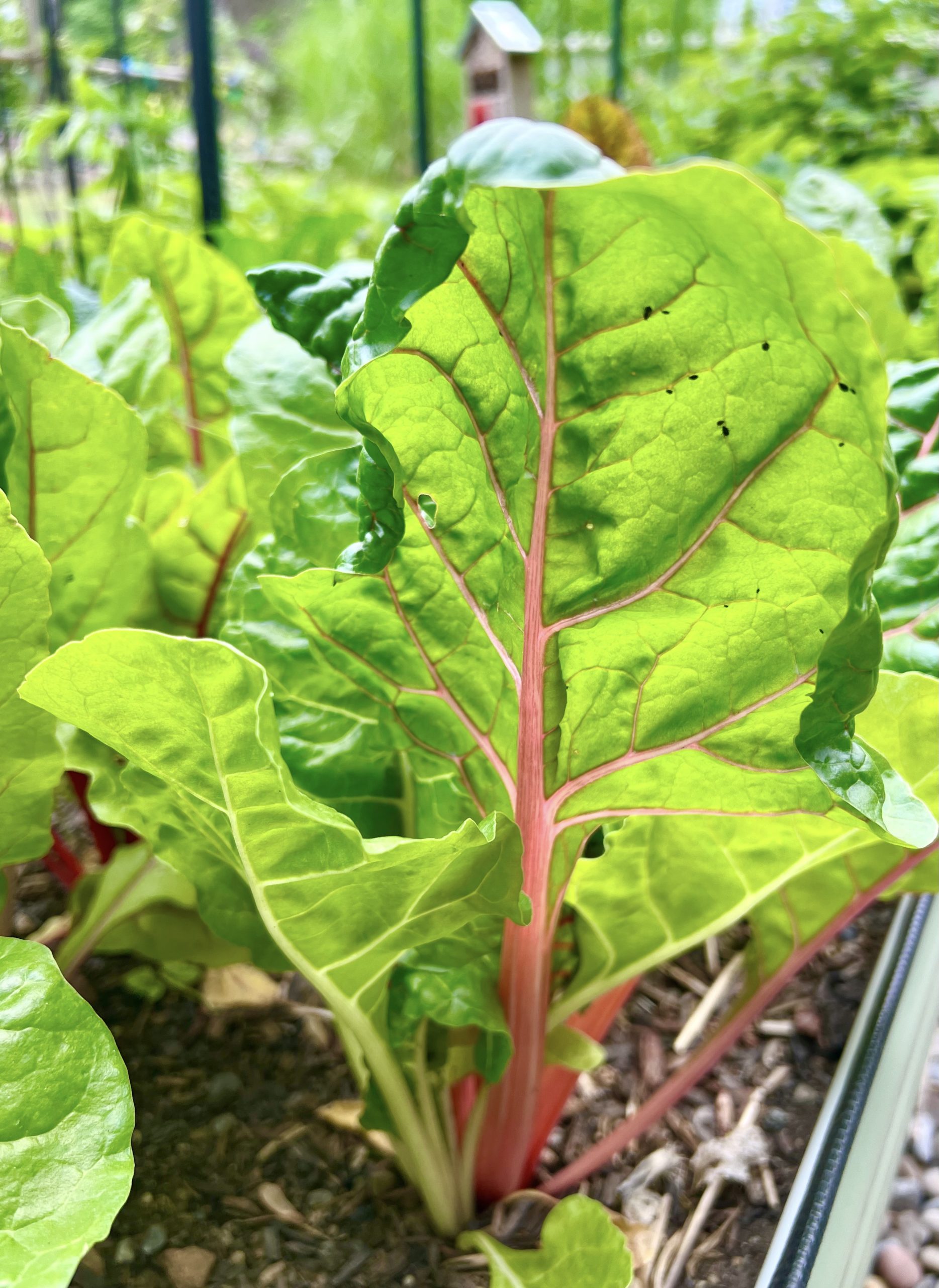 Back Side of a Pink Swiss chard leaf