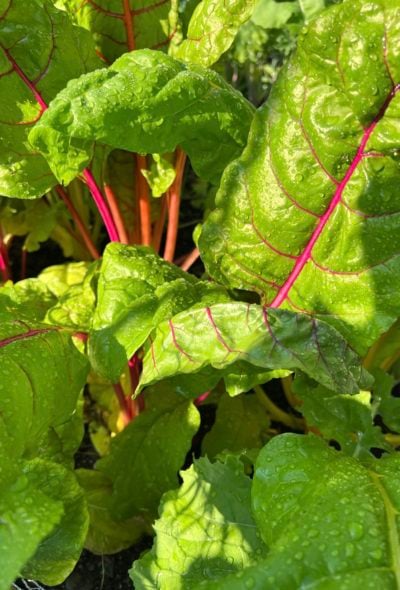 Colorful Swiss chard leaves growing in the garden