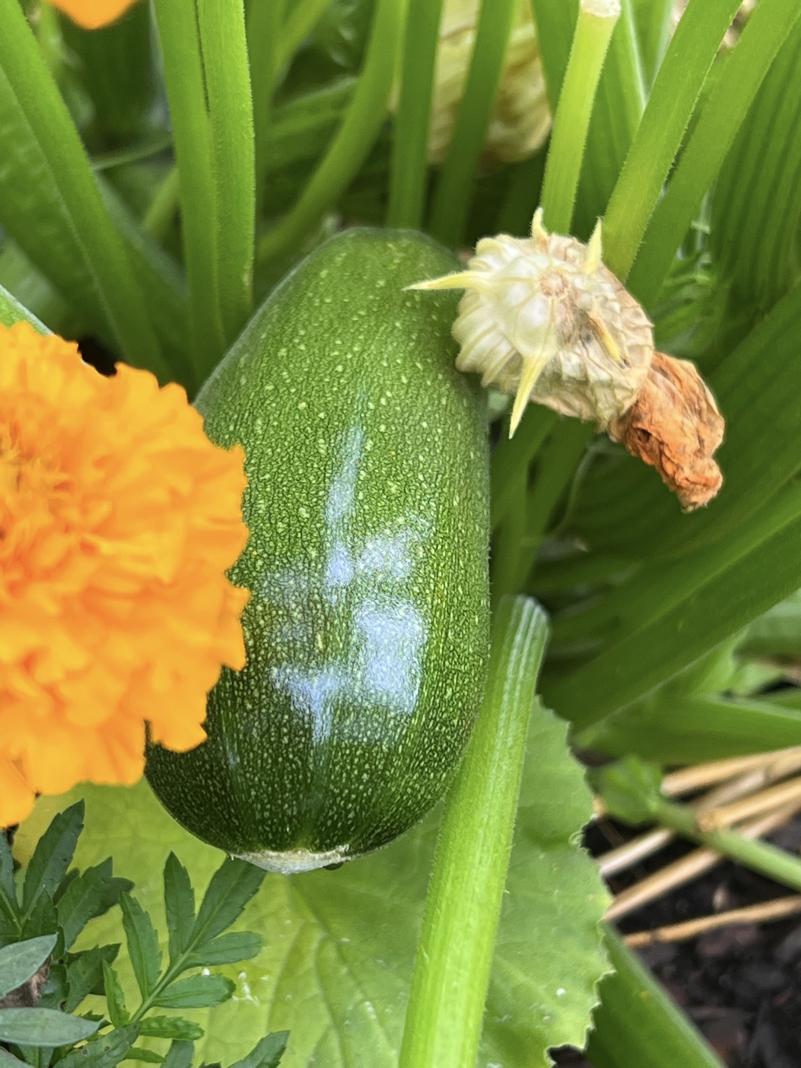 A green zucchini still on the plant with a marigold blossom in the foreground.