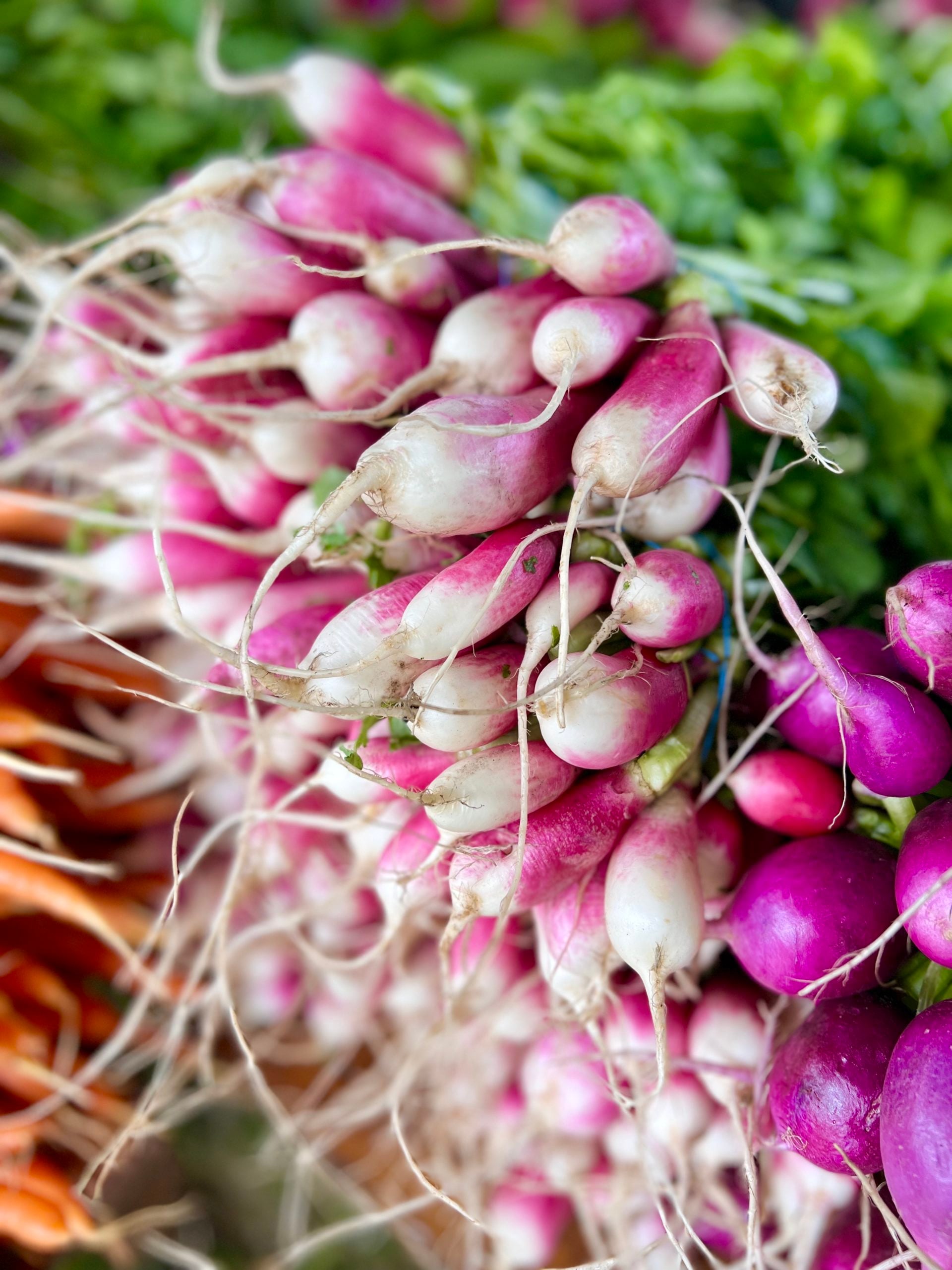 French breakfast radishes bundled and stacked at the farmer's market