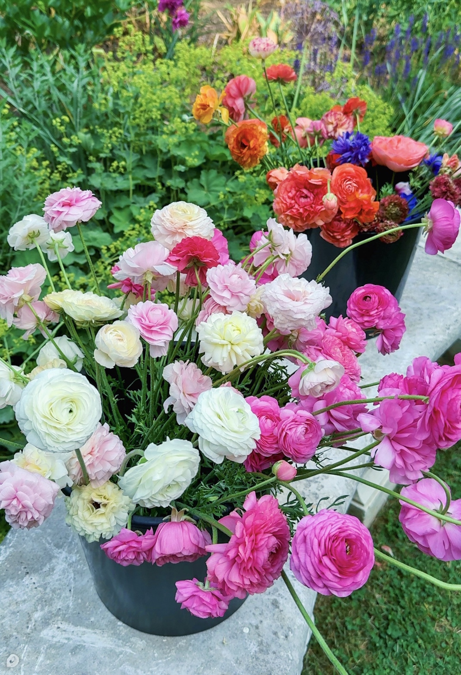 Buckets of ranunculus flowers on a marble bench with a garden in the background.
