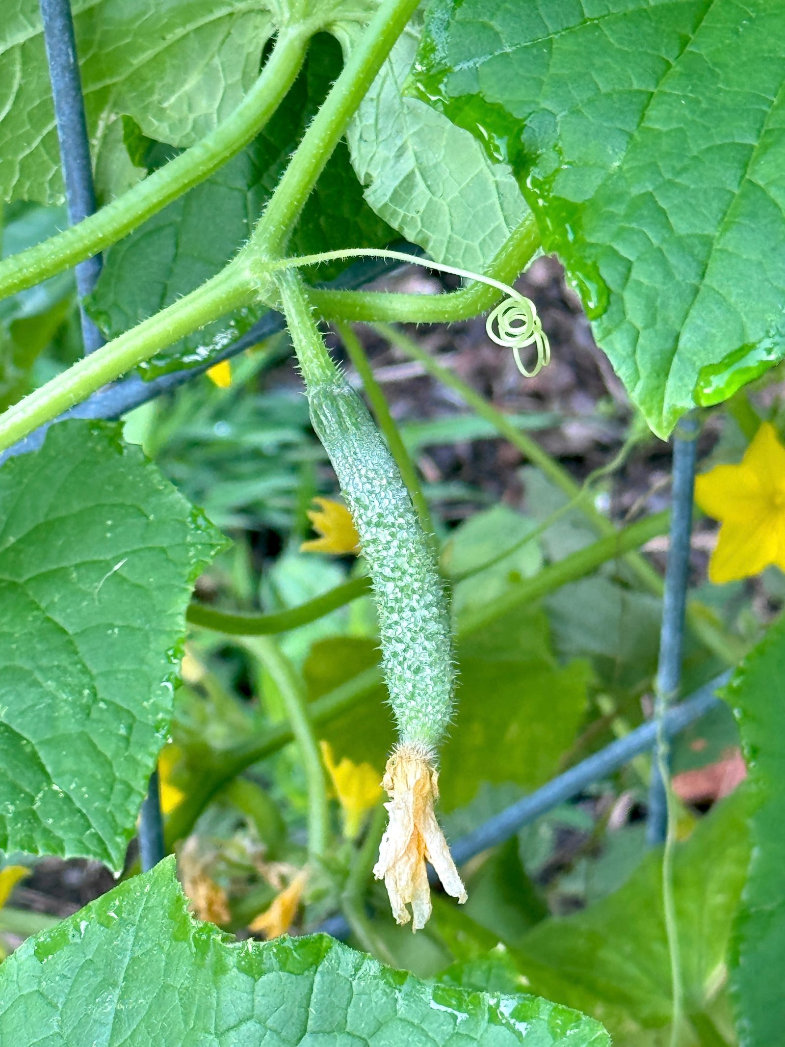 A baby cucumber on the vine