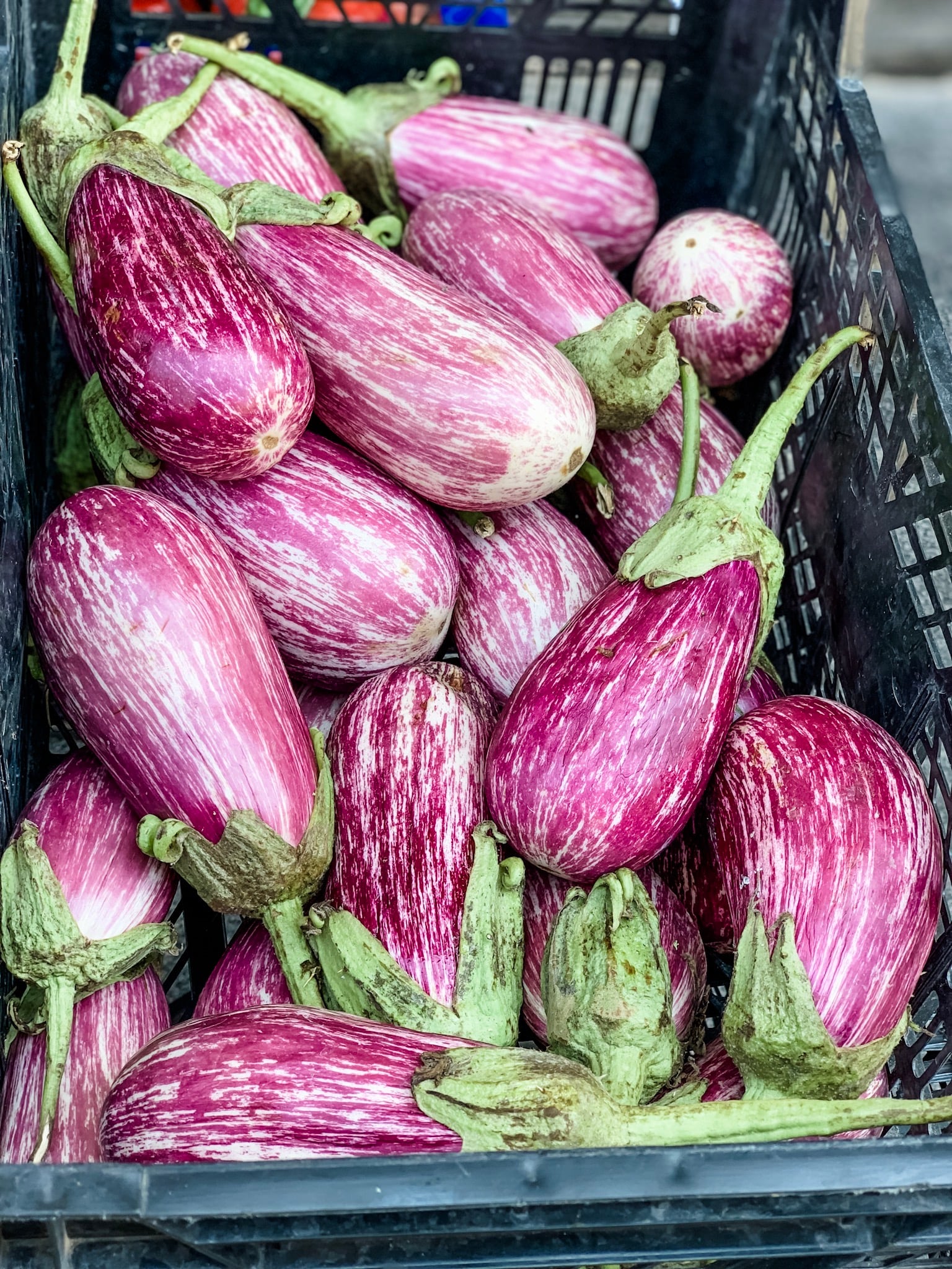 A black plastic produce bin full of purple and white striped Italian eggplant for sale at the market